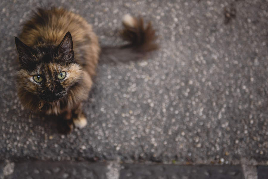 sesja slubna na slowenii, plener zagraniczny, plener slubny w piranie