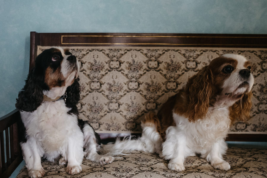 pieski panny młodej, przygotowania panny młodej