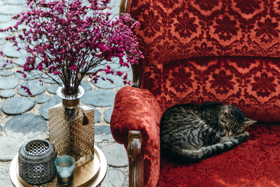 kot na weselu, stodoła wszystkich świętych, 