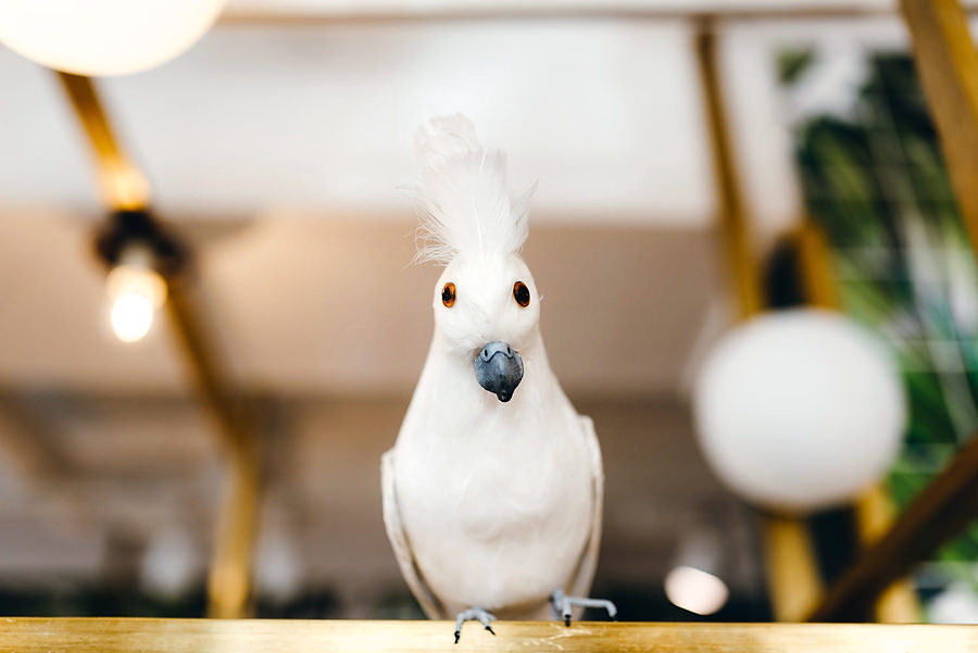 ślub w Norwegii, wesele w Norwegii, ślub w starym kościele, fotografia ślubna Norwegia, zagraniczny ślub, ślub za granicą, lmfoto, zdjecia ślubne, zagraniczna para młoda