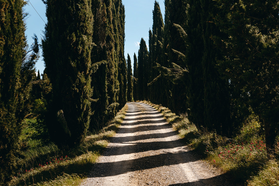 toskania, aleja cyprysów, ślub we włoszech, ślub w Toskanii