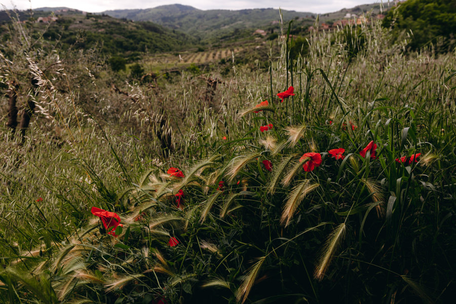 toskańskie pola, krajobraz, maki, widok na toskanię, ślub we Włoszech