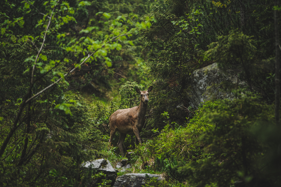 sarna w Tatrach, ślub w Tatrach, ślub nad morskim okiem, niespodziewany gość
