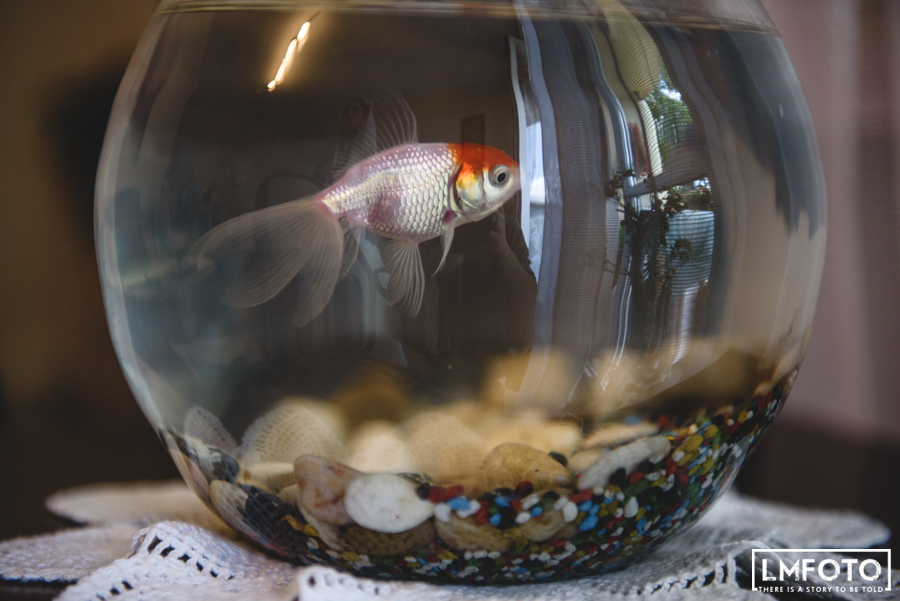 ryba akwarium woda