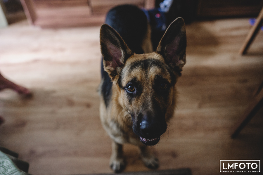 pies podłoga przyjaciel