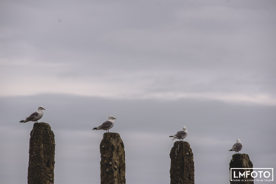 ptaki skaly mewy niebo