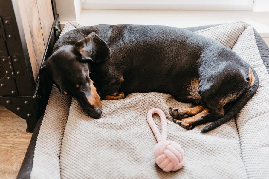 Reduta Banku polskiego, ślub w Warszawie, Fotograf ślubny Warszawa, zdjęcia ślubne Warszawa, flamingi
